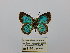  ( - CP Lep 0461)  @11 [ ] CreativeCommons - Attribution Non-Commercial Share-Alike (2016) SNSB, Staatliche Naturwissenschaftliche Sammlungen Bayerns ZSM (SNSB, Zoologische Staatssammlung Muenchen)