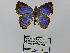 (Podanotum salaeides - CP Lep 0467)  @13 [ ] CreativeCommons - Attribution Non-Commercial Share-Alike (2016) SNSB, Staatliche Naturwissenschaftliche Sammlungen Bayerns ZSM (SNSB, Zoologische Staatssammlung Muenchen)