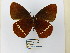  ( - CP Lep 0639)  @14 [ ] CreativeCommons - Attribution Non-Commercial Share-Alike (2016) SNSB, Staatliche Naturwissenschaftliche Sammlungen Bayerns ZSM (SNSB, Zoologische Staatssammlung Muenchen)