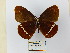  ( - CP Lep 0642)  @14 [ ] CreativeCommons - Attribution Non-Commercial Share-Alike (2016) SNSB, Staatliche Naturwissenschaftliche Sammlungen Bayerns ZSM (SNSB, Zoologische Staatssammlung Muenchen)