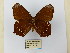  ( - CP Lep 0646)  @11 [ ] CreativeCommons - Attribution Non-Commercial Share-Alike (2016) SNSB, Staatliche Naturwissenschaftliche Sammlungen Bayerns ZSM (SNSB, Zoologische Staatssammlung Muenchen)