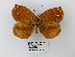  (Lymanopoda excisa - CP Lep 0650)  @14 [ ] CreativeCommons - Attribution Non-Commercial Share-Alike (2016) SNSB, Staatliche Naturwissenschaftliche Sammlungen Bayerns ZSM (SNSB, Zoologische Staatssammlung Muenchen)