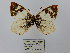  (Lymanopoda melia - CP Lep 0671)  @11 [ ] CreativeCommons - Attribution Non-Commercial Share-Alike (2016) SNSB, Staatliche Naturwissenschaftliche Sammlungen Bayerns ZSM (SNSB, Zoologische Staatssammlung Muenchen)