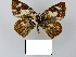  ( - CP Lep 0677)  @11 [ ] CreativeCommons - Attribution Non-Commercial Share-Alike (2016) SNSB, Staatliche Naturwissenschaftliche Sammlungen Bayerns ZSM (SNSB, Zoologische Staatssammlung Muenchen)