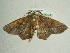  ( - BC ZSM Lep 96340)  @14 [ ] CreativeCommons - Attribution Non-Commercial Share-Alike (2017) SNSB, Staatliche Naturwissenschaftliche Sammlungen Bayerns ZSM (SNSB, Zoologische Staatssammlung Muenchen)