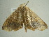  ( - BC ZSM Lep 96343)  @13 [ ] CreativeCommons - Attribution Non-Commercial Share-Alike (2017) SNSB, Staatliche Naturwissenschaftliche Sammlungen Bayerns ZSM (SNSB, Zoologische Staatssammlung Muenchen)