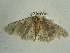  ( - BC ZSM Lep 96361)  @13 [ ] CreativeCommons - Attribution Non-Commercial Share-Alike (2017) SNSB, Staatliche Naturwissenschaftliche Sammlungen Bayerns ZSM (SNSB, Zoologische Staatssammlung Muenchen)