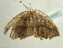  ( - BC ZSM Lep 96397)  @12 [ ] CreativeCommons - Attribution Non-Commercial Share-Alike (2017) SNSB, Staatliche Naturwissenschaftliche Sammlungen Bayerns ZSM (SNSB, Zoologische Staatssammlung Muenchen)