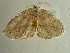  ( - BC ZSM Lep 96441)  @12 [ ] CreativeCommons - Attribution Non-Commercial Share-Alike (2017) SNSB, Staatliche Naturwissenschaftliche Sammlungen Bayerns ZSM (SNSB, Zoologische Staatssammlung Muenchen)