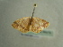  ( - BC ZSM Lep 96479)  @12 [ ] CreativeCommons - Attribution Non-Commercial Share-Alike (2017) SNSB, Staatliche Naturwissenschaftliche Sammlungen Bayerns ZSM (SNSB, Zoologische Staatssammlung Muenchen)