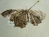  ( - BC ZSM Lep 96522)  @12 [ ] CreativeCommons - Attribution Non-Commercial Share-Alike (2017) SNSB, Staatliche Naturwissenschaftliche Sammlungen Bayerns ZSM (SNSB, Zoologische Staatssammlung Muenchen)