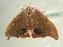  (Gonoreta - BC ZSM Lep 96555)  @13 [ ] CreativeCommons - Attribution Non-Commercial Share-Alike (2017) SNSB, Staatliche Naturwissenschaftliche Sammlungen Bayerns ZSM (SNSB, Zoologische Staatssammlung Muenchen)