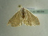  ( - BC ZSM Lep 96584)  @12 [ ] CreativeCommons - Attribution Non-Commercial Share-Alike (2017) SNSB, Staatliche Naturwissenschaftliche Sammlungen Bayerns ZSM (SNSB, Zoologische Staatssammlung Muenchen)