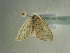  ( - BC ZSM Lep 96627)  @12 [ ] CreativeCommons - Attribution Non-Commercial Share-Alike (2017) SNSB, Staatliche Naturwissenschaftliche Sammlungen Bayerns ZSM (SNSB, Zoologische Staatssammlung Muenchen)