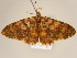  (Dorsifulcrum bicolor - BC ZSM Lep 96678)  @14 [ ] CreativeCommons - Attribution Non-Commercial Share-Alike (2017) SNSB, Staatliche Naturwissenschaftliche Sammlungen Bayerns ZSM (SNSB, Zoologische Staatssammlung Muenchen)
