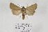  ( - BC ZSM Lep 97029)  @14 [ ] CreativeCommons - Attribution Non-Commercial Share-Alike (2017) SNSB, Staatliche Naturwissenschaftliche Sammlungen Bayerns ZSM (SNSB, Zoologische Staatssammlung Muenchen)
