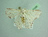  ( - BC ZSM Lep 97088)  @13 [ ] CreativeCommons - Attribution Non-Commercial Share-Alike (2017) SNSB, Staatliche Naturwissenschaftliche Sammlungen Bayerns ZSM (SNSB, Zoologische Staatssammlung Muenchen)