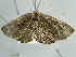  ( - BC ZSM Lep 97580)  @13 [ ] CreativeCommons - Attribution Non-Commercial Share-Alike (2017) SNSB, Staatliche Naturwissenschaftliche Sammlungen Bayerns ZSM (SNSB, Zoologische Staatssammlung Muenchen)