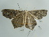  ( - BC ZSM Lep 97584)  @13 [ ] CreativeCommons - Attribution Non-Commercial Share-Alike (2017) SNSB, Staatliche Naturwissenschaftliche Sammlungen Bayerns ZSM (SNSB, Zoologische Staatssammlung Muenchen)