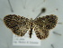  ( - BC ZSM Lep 97623)  @13 [ ] CreativeCommons - Attribution Non-Commercial Share-Alike (2017) SNSB, Staatliche Naturwissenschaftliche Sammlungen Bayerns ZSM (SNSB, Zoologische Staatssammlung Muenchen)