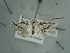  (Conchylia lapsicolumna - BC ZSM Lep 97625)  @13 [ ] CreativeCommons - Attribution Non-Commercial Share-Alike (2017) SNSB, Staatliche Naturwissenschaftliche Sammlungen Bayerns ZSM (SNSB, Zoologische Staatssammlung Muenchen)
