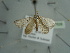  (Conchylia BOLD:ADH4429 - BC ZSM Lep 97626)  @13 [ ] CreativeCommons - Attribution Non-Commercial Share-Alike (2017) SNSB, Staatliche Naturwissenschaftliche Sammlungen Bayerns ZSM (SNSB, Zoologische Staatssammlung Muenchen)