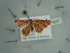  (Idaea BOLD:ADH3936 - BC ZSM Lep 97627)  @13 [ ] CreativeCommons - Attribution Non-Commercial Share-Alike (2017) SNSB, Staatliche Naturwissenschaftliche Sammlungen Bayerns ZSM (SNSB, Zoologische Staatssammlung Muenchen)