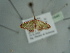  ( - BC ZSM Lep 97640)  @12 [ ] CreativeCommons - Attribution Non-Commercial Share-Alike (2017) SNSB, Staatliche Naturwissenschaftliche Sammlungen Bayerns ZSM (SNSB, Zoologische Staatssammlung Muenchen)