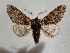  ( - BC ZSM Lep 97653)  @11 [ ] CreativeCommons - Attribution Non-Commercial Share-Alike (2017) SNSB, Staatliche Naturwissenschaftliche Sammlungen Bayerns ZSM (SNSB, Zoologische Staatssammlung Muenchen)