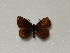  ( - BC ZSM Lep 97659)  @12 [ ] CreativeCommons - Attribution Non-Commercial Share-Alike (2017) SNSB, Staatliche Naturwissenschaftliche Sammlungen Bayerns ZSM (SNSB, Zoologische Staatssammlung Muenchen)