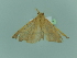  (Colotois pennaria mauretanica - BC ZSM Lep 97948)  @11 [ ] CreativeCommons - Attribution Non-Commercial Share-Alike (2017) SNSB, Staatliche Naturwissenschaftliche Sammlungen Bayerns ZSM (SNSB, Zoologische Staatssammlung Muenchen)