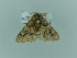  ( - BC ZSM Lep 97949)  @13 [ ] CreativeCommons - Attribution Non-Commercial Share-Alike (2017) SNSB, Staatliche Naturwissenschaftliche Sammlungen Bayerns ZSM (SNSB, Zoologische Staatssammlung Muenchen)