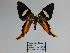  (Erateina sp - CP Lep 1202)  @14 [ ] CreativeCommons - Attribution Non-Commercial Share-Alike (2018) SNSB, Staatliche Naturwissenschaftliche Sammlungen Bayerns ZSM (SNSB, Zoologische Staatssammlung Muenchen)