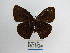  ( - CP Lep 997)  @11 [ ] CreativeCommons - Attribution Non-Commercial Share-Alike (2018) SNSB, Staatliche Naturwissenschaftliche Sammlungen Bayerns ZSM (SNSB, Zoologische Staatssammlung Muenchen)