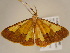  ( - BC ZSM Lep 96723)  @12 [ ] CreativeCommons - Attribution Non-Commercial Share-Alike (2017) SNSB, Staatliche Naturwissenschaftliche Sammlungen Bayerns ZSM (SNSB, Zoologische Staatssammlung Muenchen)