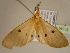  ( - BC ZSM Lep 96752)  @13 [ ] CreativeCommons - Attribution Non-Commercial Share-Alike (2017) SNSB, Staatliche Naturwissenschaftliche Sammlungen Bayerns ZSM (SNSB, Zoologische Staatssammlung Muenchen)