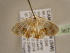  (Epiplema AH02Ca - BC ZSM Lep 96772)  @12 [ ] CreativeCommons - Attribution Non-Commercial Share-Alike (2017) SNSB, Staatliche Naturwissenschaftliche Sammlungen Bayerns ZSM (SNSB, Zoologische Staatssammlung Muenchen)
