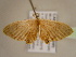  (Dirades AH03Ca - BC ZSM Lep 96780)  @11 [ ] CreativeCommons - Attribution Non-Commercial Share-Alike (2017) SNSB, Staatliche Naturwissenschaftliche Sammlungen Bayerns ZSM (SNSB, Zoologische Staatssammlung Muenchen)