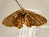  (Dirades anguliferaAH01Ca - BC ZSM Lep 96785)  @13 [ ] CreativeCommons - Attribution Non-Commercial Share-Alike (2017) SNSB, Staatliche Naturwissenschaftliche Sammlungen Bayerns ZSM (SNSB, Zoologische Staatssammlung Muenchen)