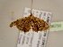  (Epiplema AH05Ca - BC ZSM Lep 96790)  @13 [ ] CreativeCommons - Attribution Non-Commercial Share-Alike (2017) SNSB, Staatliche Naturwissenschaftliche Sammlungen Bayerns ZSM (SNSB, Zoologische Staatssammlung Muenchen)