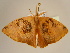  (Negera - BC ZSM Lep 96794)  @14 [ ] CreativeCommons - Attribution Non-Commercial Share-Alike (2017) SNSB, Staatliche Naturwissenschaftliche Sammlungen Bayerns ZSM (SNSB, Zoologische Staatssammlung Muenchen)