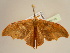  (Epicampoptera - BC ZSM Lep 96795)  @14 [ ] CreativeCommons - Attribution Non-Commercial Share-Alike (2017) SNSB, Staatliche Naturwissenschaftliche Sammlungen Bayerns ZSM (SNSB, Zoologische Staatssammlung Muenchen)