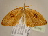  (Callidrepana serena - BC ZSM Lep 96799)  @11 [ ] CreativeCommons - Attribution Non-Commercial Share-Alike (2017) SNSB, Staatliche Naturwissenschaftliche Sammlungen Bayerns ZSM (SNSB, Zoologische Staatssammlung Muenchen)