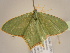  ( - BC ZSM Lep 96820)  @12 [ ] CreativeCommons - Attribution Non-Commercial Share-Alike (2017) SNSB, Staatliche Naturwissenschaftliche Sammlungen Bayerns ZSM (SNSB, Zoologische Staatssammlung Muenchen)