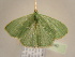  ( - BC ZSM Lep 96840)  @12 [ ] CreativeCommons - Attribution Non-Commercial Share-Alike (2017) SNSB, Staatliche Naturwissenschaftliche Sammlungen Bayerns ZSM (SNSB, Zoologische Staatssammlung Muenchen)