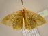 ( - BC ZSM Lep 96872)  @12 [ ] CreativeCommons - Attribution Non-Commercial Share-Alike (2017) SNSB, Staatliche Naturwissenschaftliche Sammlungen Bayerns ZSM (SNSB, Zoologische Staatssammlung Muenchen)