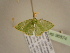 (Comostola simplexAH01Ca - BC ZSM Lep 96874)  @13 [ ] CreativeCommons - Attribution Non-Commercial Share-Alike (2017) SNSB, Staatliche Naturwissenschaftliche Sammlungen Bayerns ZSM (SNSB, Zoologische Staatssammlung Muenchen)