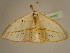  ( - BC ZSM Lep 96882)  @14 [ ] CreativeCommons - Attribution Non-Commercial Share-Alike (2017) SNSB, Staatliche Naturwissenschaftliche Sammlungen Bayerns ZSM (SNSB, Zoologische Staatssammlung Muenchen)
