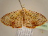  (Scopula AH05Ca - BC ZSM Lep 96883)  @14 [ ] CreativeCommons - Attribution Non-Commercial Share-Alike (2017) SNSB, Staatliche Naturwissenschaftliche Sammlungen Bayerns ZSM (SNSB, Zoologische Staatssammlung Muenchen)