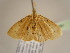  ( - BC ZSM Lep 96891)  @12 [ ] CreativeCommons - Attribution Non-Commercial Share-Alike (2017) SNSB, Staatliche Naturwissenschaftliche Sammlungen Bayerns ZSM (SNSB, Zoologische Staatssammlung Muenchen)